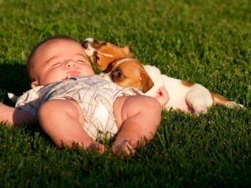 2 cachorrinhos