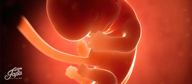7 e 8 semanasdo bebe
