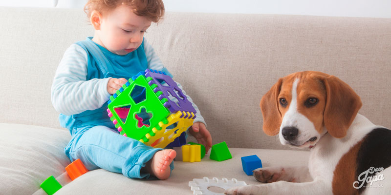 animal de estimação